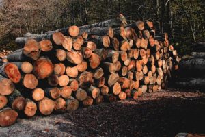 Controversy as State Government commits to ending native timber