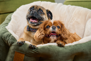 Pets to be counted in Australian-first census