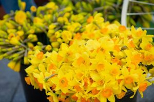 Hope in daffodils