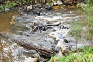 Explore local flora and fauna with Council’s guided walks