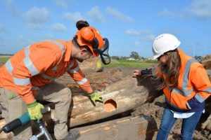 New homes for bandicoots