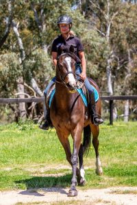 Give feedback to equestrian strategy
