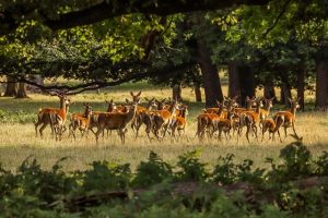 State Government to explore venison use