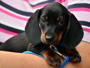 Keep your canine companions healthy this summer