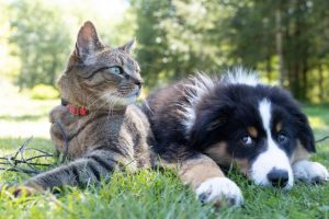 Pet poll