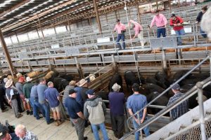 Livestock set to depart Pakenham