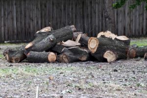 Trees lost
