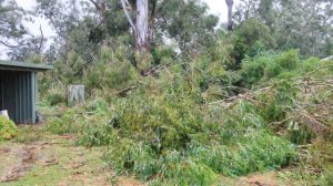 Free green waste continues