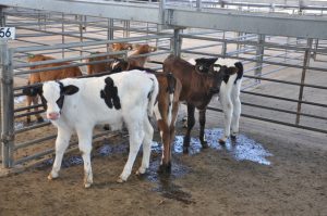 Handle with care: bobby calf transport requirements