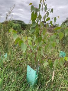 Garfield planting day to return