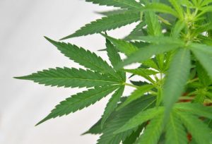 Driving trial for medicinal cannabis