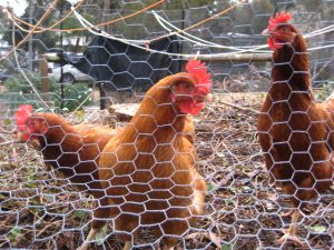 US introduces ‘understandable’ poultry restrictions