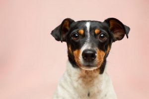 Local dogs’ lucky day