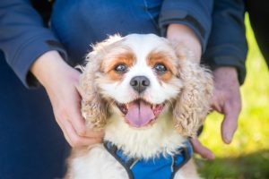 Pet registration reminder