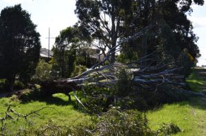 Free green waste drop-off available for storm-impacted residents