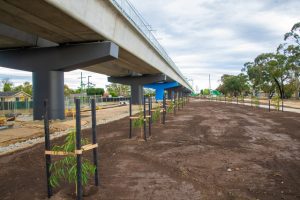 New open space and greenery in bloom