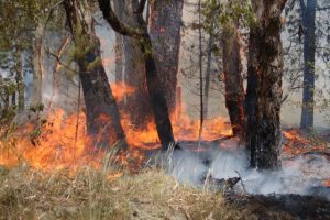 Get your fire plans finalised