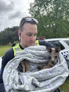 $10k reward offered for kangaroo killer