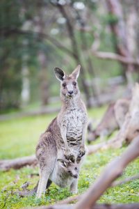 Victoria’s Wildlife in Crisis