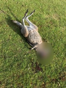 Calls for better security as Kangaroo killings continue