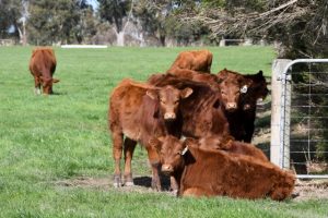 Use your dairy effluent now on silage regrowth
