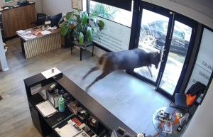 ‘Total shock’, panicked deer runs wild in autoshop