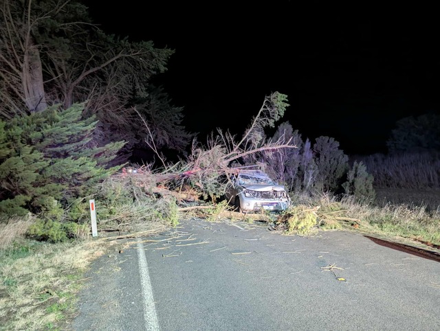 Tree falls on car, passengers uninjured
