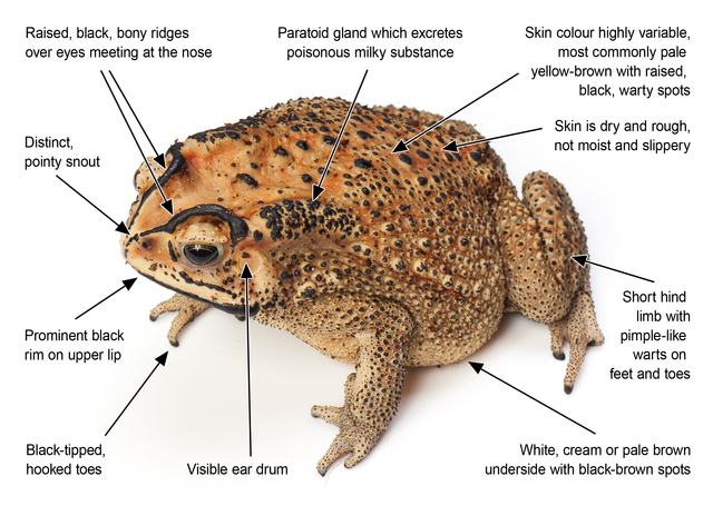 Travellers urged to check luggage for hitchhiking toads
