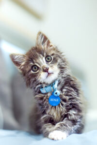 Heartbroken owner loses kitten despite heroic efforts