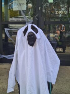 Readers embrace Halloween