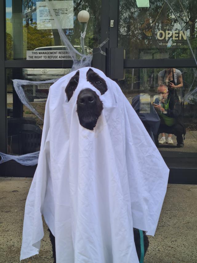 Readers embrace Halloween