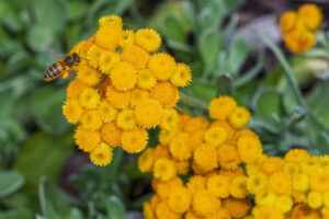 Finding belonging in a hive