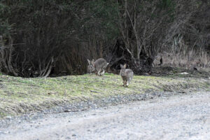 $80k to tackle Casey pests