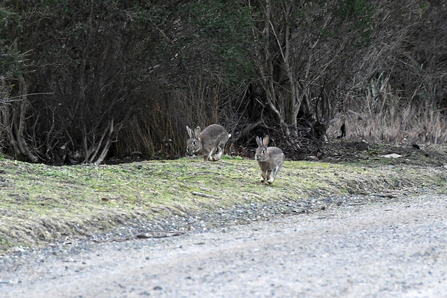 $80k to tackle Casey pests
